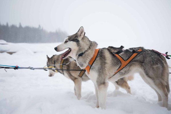 Quels sont les meilleurs types de harnais pour un chien husky?